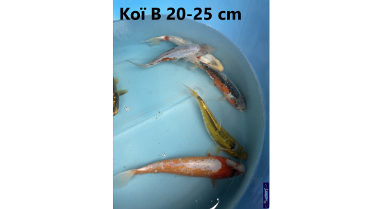 Koï B Japon mix 15-20 cm Tosaî Elevage France - Vosges 3