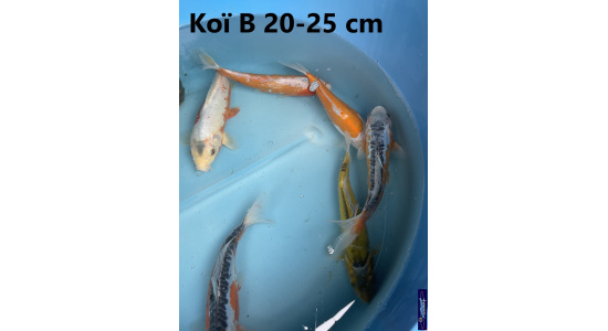 Koï B Japon mix 15-20 cm Tosaî Elevage France - Vosges 1