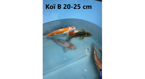 Koï B Japon mix 15-20 cm Tosaî Elevage France - Vosges 2