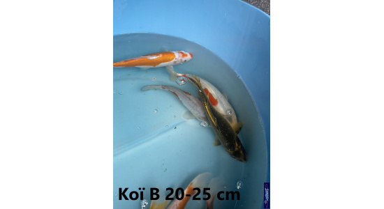 Koï B Japon mix 15-20 cm Tosaî Elevage France - Vosges 9