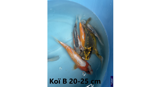 Koï B Japon mix 15-20 cm Tosaî Elevage France - Vosges 4