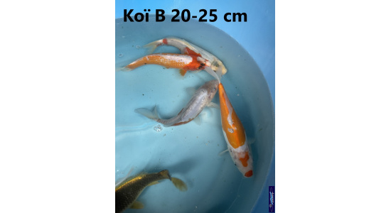 Koï B Japon mix 15-20 cm Tosaî Elevage France - Vosges 10