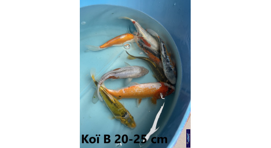 Koï B Japon mix 15-20 cm Tosaî Elevage France - Vosges 6