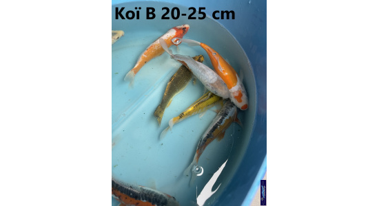 Koï B Japon mix 15-20 cm Tosaî Elevage France - Vosges 8