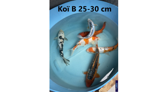 Koï B Japon mix 25-30 cm Tosaî Elevage France - Vosges 3