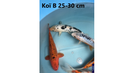 Koï B Japon mix 25-30 cm Tosaî Elevage France - Vosges 5