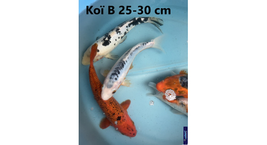 Koï B Japon mix 25-30 cm Tosaî Elevage France - Vosges 4
