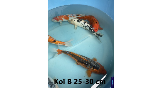 Koï B Japon mix 25-30 cm Tosaî Elevage France - Vosges 8