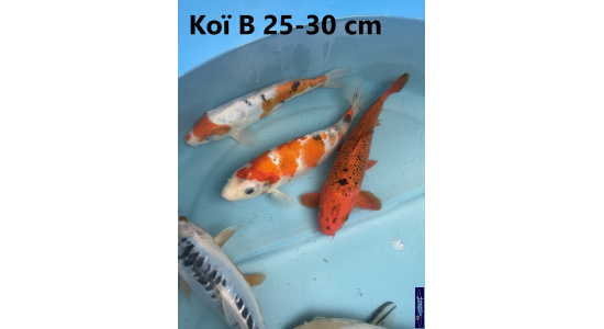 Koï B Japon mix 25-30 cm Tosaî Elevage France - Vosges 10
