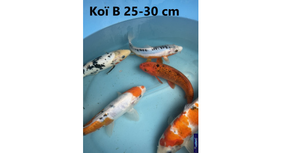 Koï B Japon mix 25-30 cm Tosaî Elevage France - Vosges 1