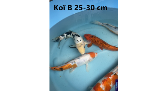 Koï B Japon mix 25-30 cm Tosaî Elevage France - Vosges 2