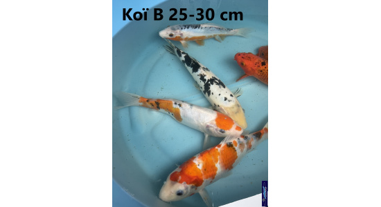 Koï B Japon mix 25-30 cm Tosaî Elevage France - Vosges 9