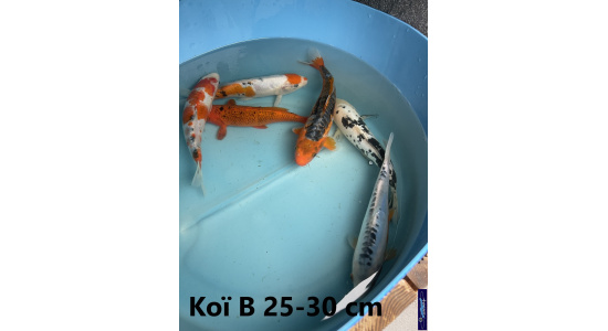 Koï B Japon mix 25-30 cm Tosaî Elevage France - Vosges 7
