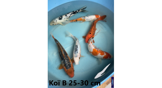 Koï B Japon mix 25-30 cm Tosaî Elevage France - Vosges 6