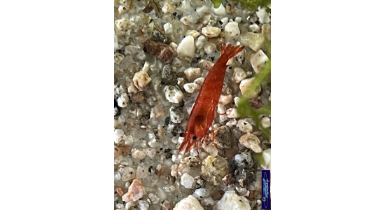 Neocaridina davidi bloodi Mary 3 Crevette rouge vif 35ème Méridien Vosges
