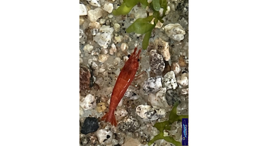 Neocaridina davidi bloodi Mary 5 Crevette rouge vif 35ème Méridien Vosges
