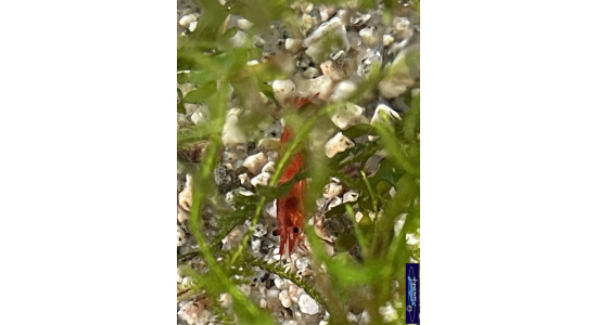 Neocaridina davidi bloodi Mary 4 Crevette rouge vif 35ème Méridien Vosges