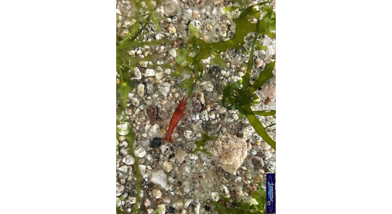 Neocaridina davidi bloodi Mary 6 Crevette rouge vif 35ème Méridien Vosges