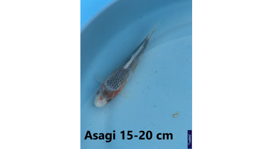 Koï Japon Asagi 15-20 cm Tosaî Elevage France - Vosges