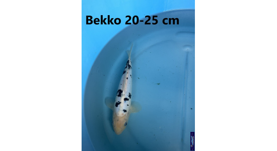 Koï Japon Bekko 20-25 cm Elevage France - Vosges