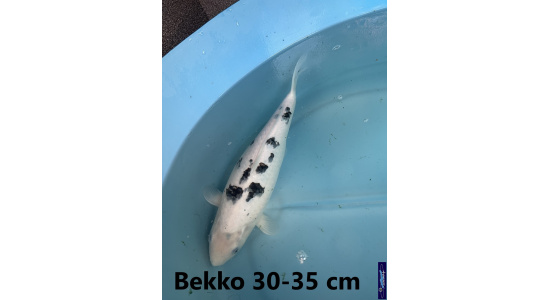 Koï Japon Bekko 30-35 cm Elevage France - Vosges 