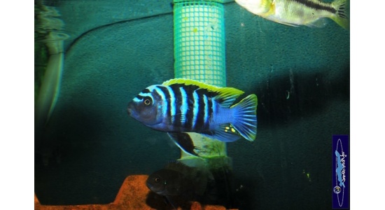 Cynotilapia afra red top Likoma 1 Cichlides africains du lac Malawi Mbuna herbivore 35ème Méridien Vosges