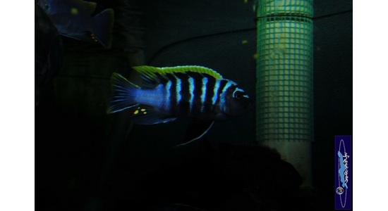 Cynotilapia afra red top Likoma 2 Cichlides africains du lac Malawi Mbuna herbivore 35ème Méridien Vosges