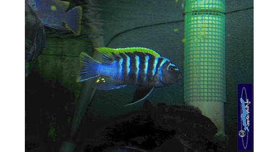 Cynotilapia afra red top Likoma 3 Cichlides africains du lac Malawi Mbuna herbivore 35ème Méridien Vosges