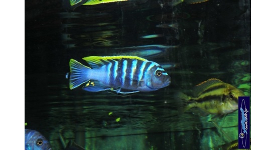 Cynotilapia afra red top Likoma 4 Cichlides africains du lac Malawi Mbuna herbivore 35ème Méridien Vosges