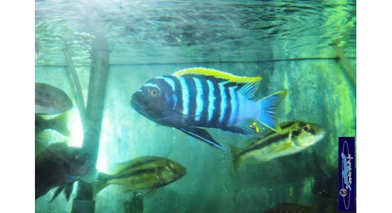 Cynotilapia afra red top Likoma 5 Cichlides africains du lac Malawi Mbuna herbivore 35ème Méridien Vosges