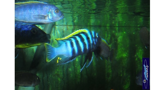 Cynotilapia afra red top Likoma 6 Cichlides africains du lac Malawi Mbuna herbivore 35ème Méridien Vosges