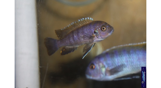 Cynotilapia afra red top Likoma 7 Cichlides africains du lac Malawi Mbuna herbivore 35ème Méridien Vosges