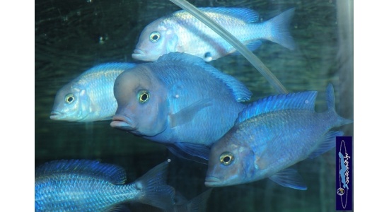 Cyrtocara moorii 1 Cichlides Africains du lac Malawi insectivore sabulicole 35ème Méridien