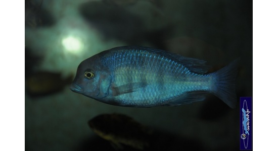 Cyrtocara moorii 4 Cichlides Africains du lac Malawi insectivore sabulicole 35ème Méridien