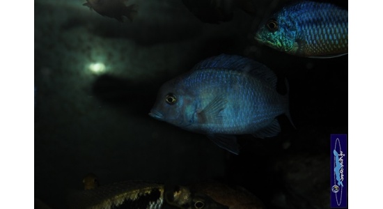 Cyrtocara moorii 5 Cichlides Africains du lac Malawi insectivore sabulicole 35ème Méridien