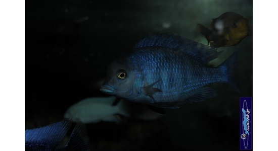 Cyrtocara moorii 6 Cichlides Africains du lac Malawi insectivore sabulicole 35ème Méridien