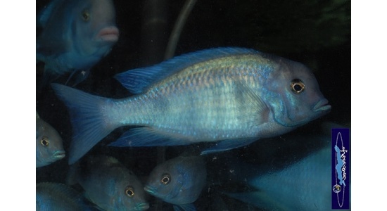 Cyrtocara moorii 7 Cichlides Africains du lac Malawi insectivore sabulicole 35ème Méridien