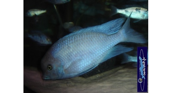 Cyrtocara moorii 2 Cichlides Africains du lac Malawi insectivore sabulicole 35ème Méridien