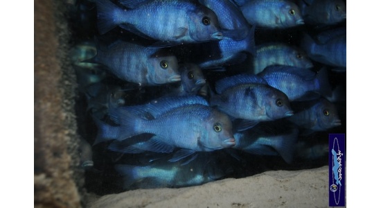 Cyrtocara moorii 8 Cichlides Africains du lac Malawi insectivore sabulicole 35ème Méridien