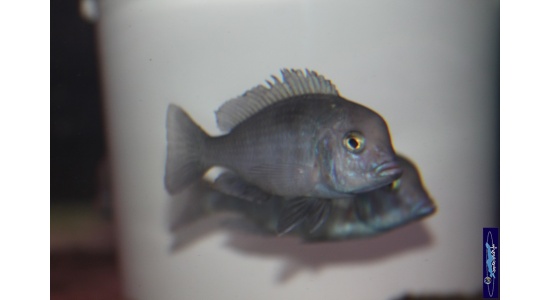 Cyrtocara moorii 3 Cichlides Africains du lac Malawi insectivore sabulicole 35ème Méridien