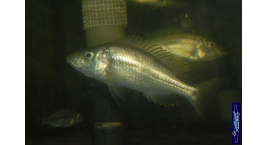 Dimidiochromis strigatus 2 Cichlides Africains du lac Malawi Haplochromis piscivore 35ème Méridien Vosges