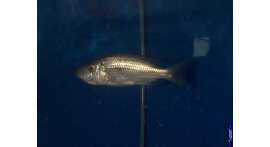 Dimidiochromis strigatus 3 Cichlides Africains du lac Malawi Haplochromis piscivore 35ème Méridien Vosges