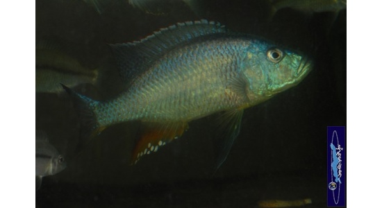 Dimidiochromis strigatus 4 Cichlides Africains du lac Malawi Haplochromis piscivore 35ème Méridien Vosges