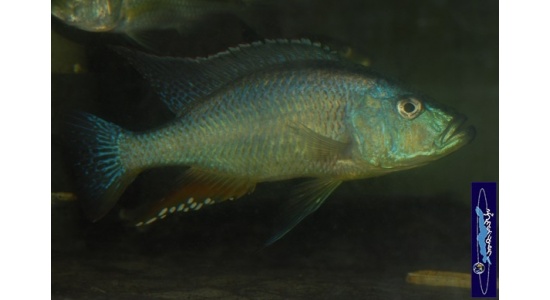 Dimidiochromis strigatus 5 Cichlides Africains du lac Malawi Haplochromis piscivore 35ème Méridien Vosges