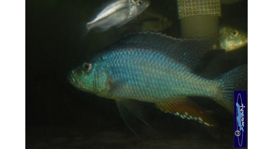 Dimidiochromis strigatus 6 Cichlides Africains du lac Malawi Haplochromis piscivore 35ème Méridien Vosges