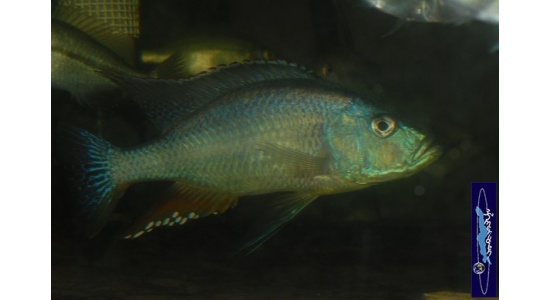 Dimidiochromis strigatus 7 Cichlides Africains du lac Malawi Haplochromis piscivore 35ème Méridien Vosges