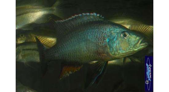 Dimidiochromis strigatus 8 Cichlides Africains du lac Malawi Haplochromis piscivore 35ème Méridien Vosges