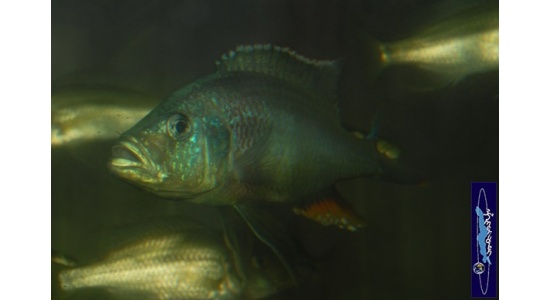 Dimidiochromis strigatus 9 Cichlides Africains du lac Malawi Haplochromis piscivore 35ème Méridien Vosges