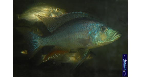 Dimidiochromis strigatus 1 Cichlides Africains du lac Malawi Haplochromis piscivore 35ème Méridien Vosges