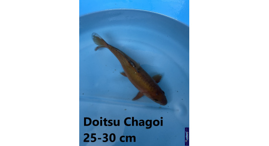Koï Japon Doitsu Chagoi 25-30 cm Elevage France - Vosges 